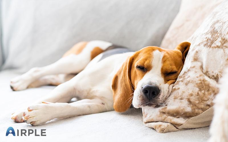 Aircon and Pets: Essential Tips for Pet Owners to Maintain a Clean Unit