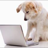 magicdog profile picture